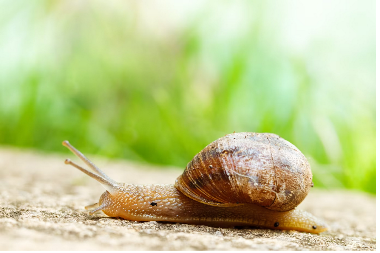 Read more about the article Are Snails Born With Shells?