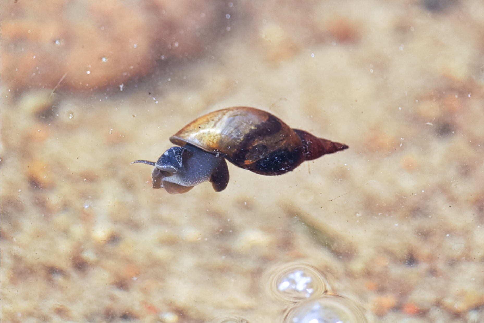 Read more about the article Can Snails Breathe Underwater?