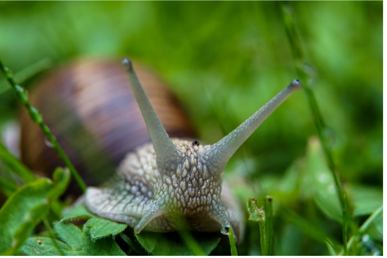 Read more about the article Do Snails Have Eyes? Seeing the World Through Snail Eyes