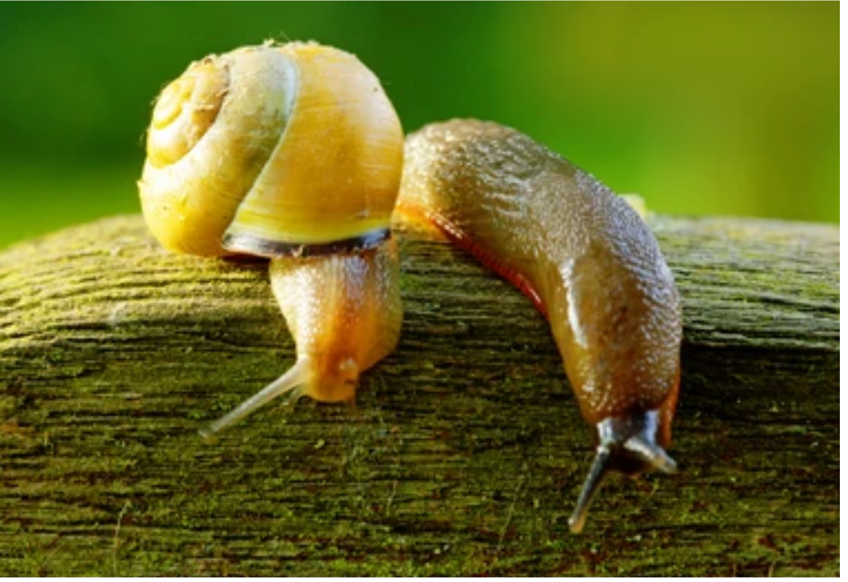 Read more about the article Are Slugs and Snails the Same Thing?