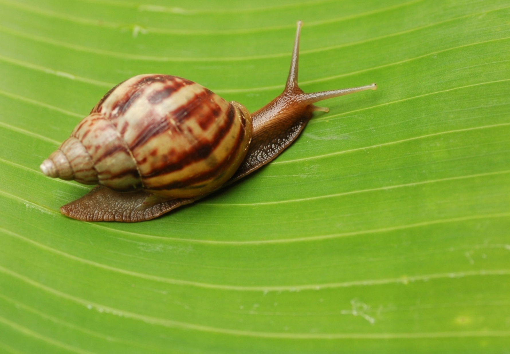 Read more about the article Can Snails Eat Bananas?