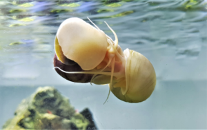 Read more about the article How Do Aquarium Snails Reproduce?