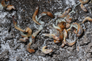 Read more about the article Why Does Salt Kill Slugs and Snails?