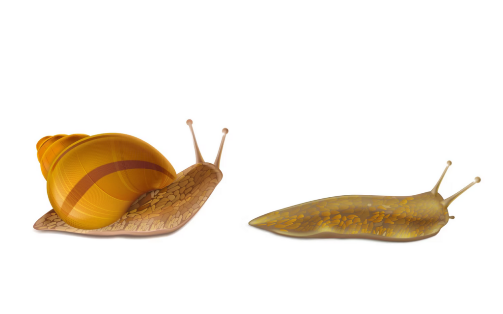 Snail and Slug Evolution