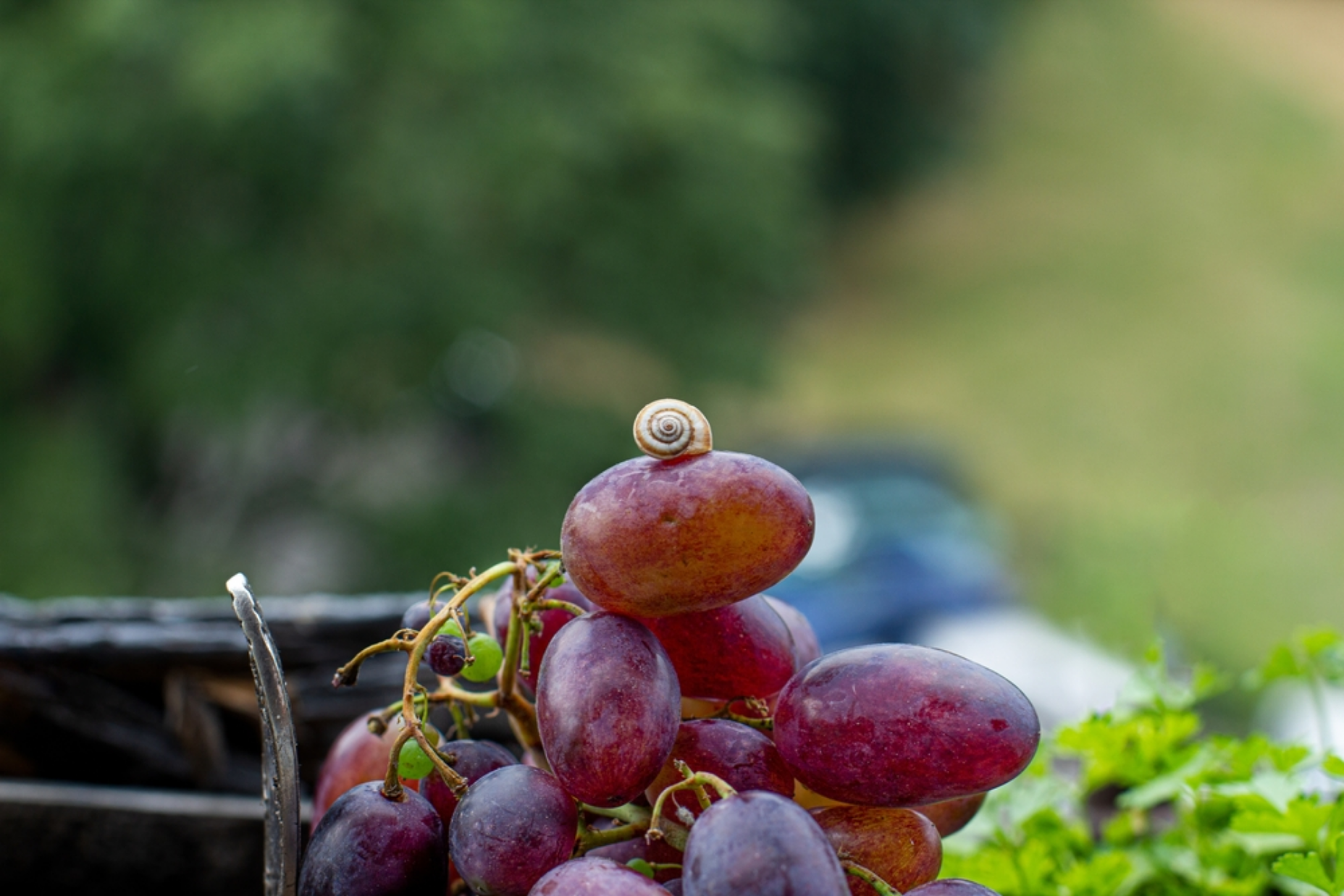 Read more about the article Can Snails Eat Grapes? The Incredible Appetite of Snails