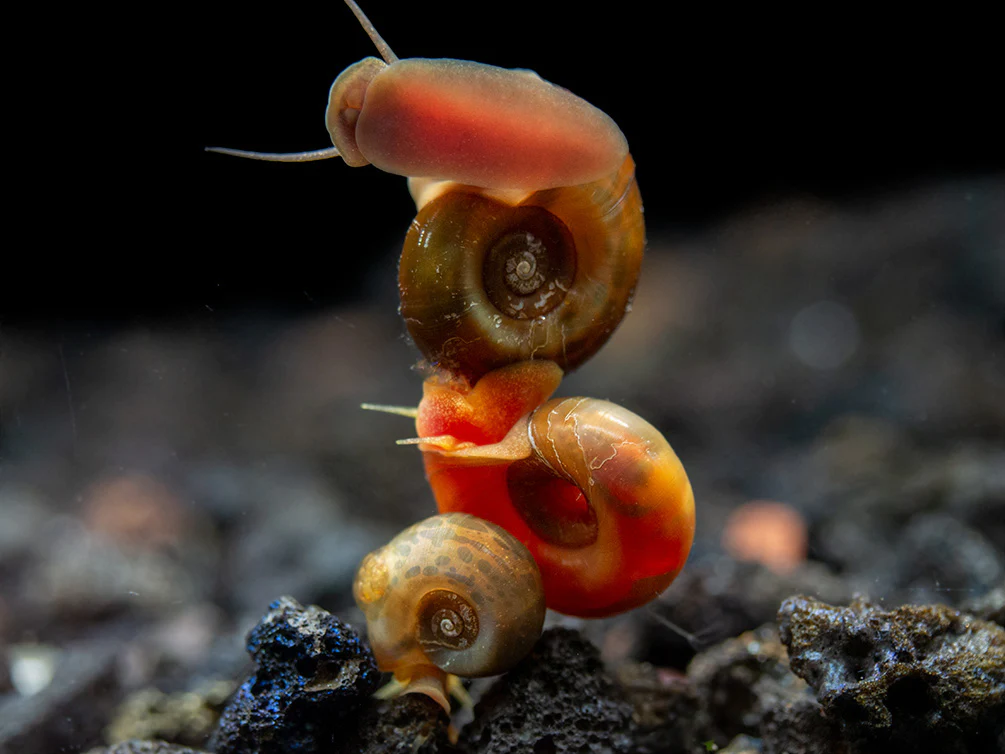 Assorted-Ramshorn-Snails-Small