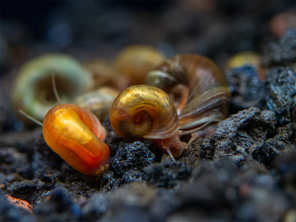 Read more about the article Ramshorn Snails: Breeding, Lifespan, Size, Colors, and More