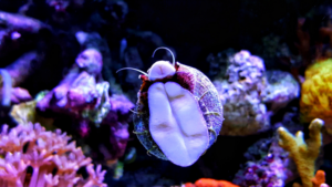 Read more about the article 5 Best Snails for GHA: Controlling Green Hair Algae in Reef Tanks