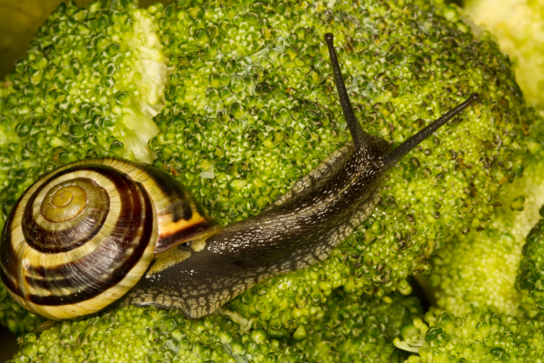Read more about the article Can Snails Eat Broccoli?