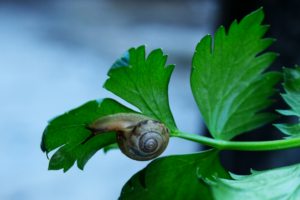 Read more about the article Can Snails Eat Celery?