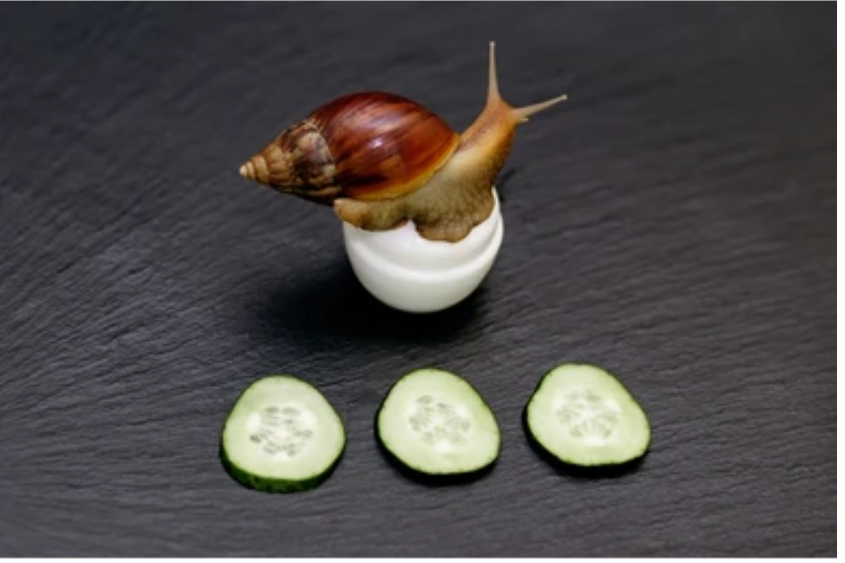 Read more about the article Can Snails Eat Cucumbers?