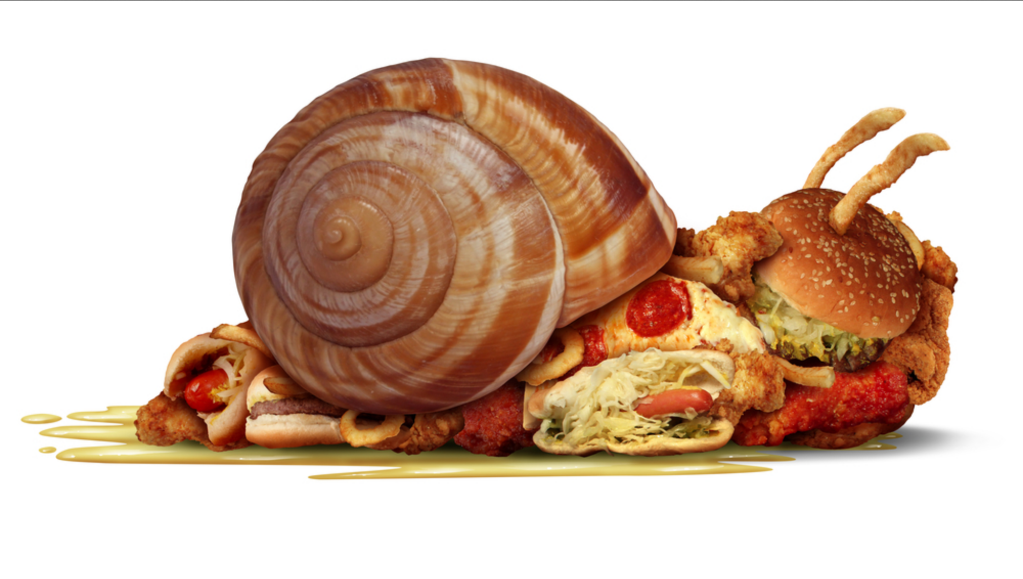 Read more about the article Can Snails Get Fat?