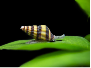 Read more about the article Will Assassin Snails Eat Nerite Snails?
