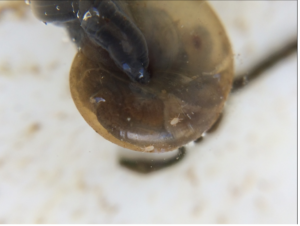 Read more about the article Are Mites Bad for Snails?