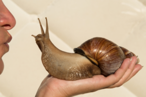 Read more about the article Can Snails Cause Warts? The Snail-Skin Connection