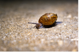 Read more about the article Do Snails Need Sunlight?