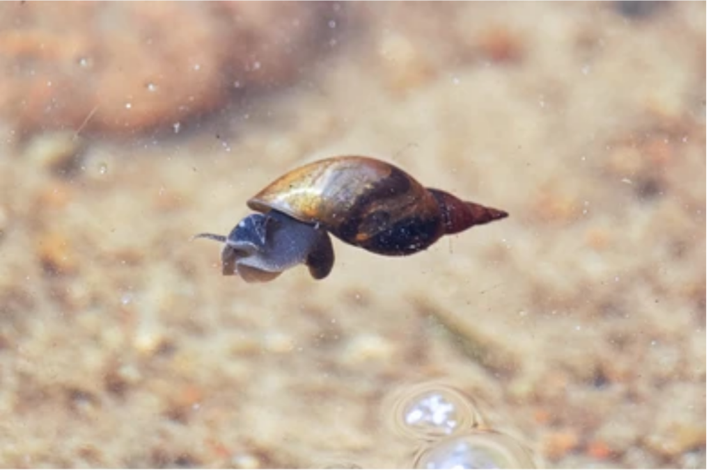 Pond Snail Appearance and Size