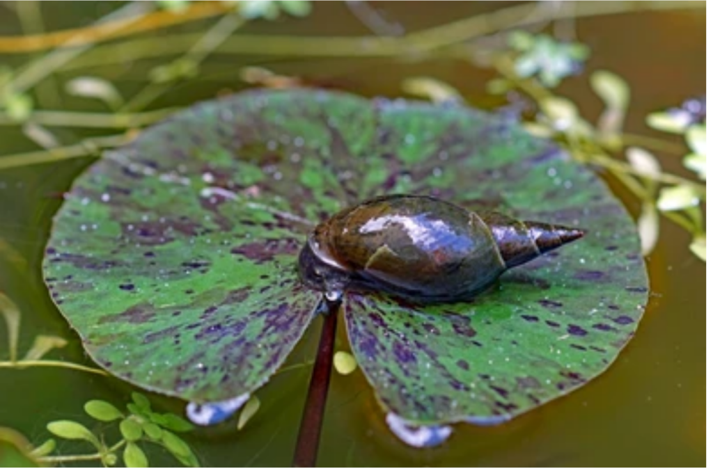 Pond Snail Lifespan