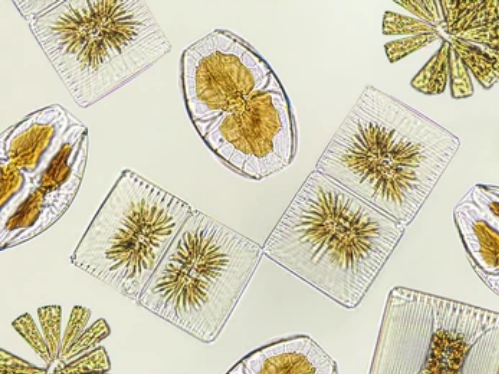 Read more about the article What Snails Eat Diatoms? An Aquarist’s Guide