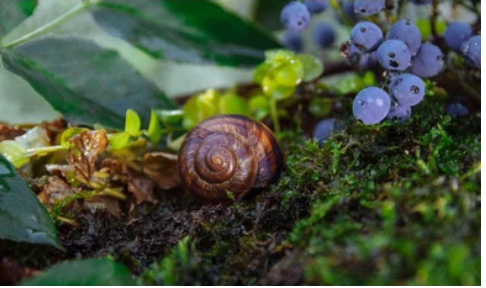 Read more about the article Are Blueberries Bad for Snails?