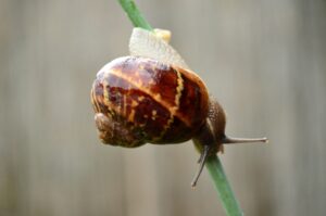 Read more about the article Can Snails Get Stuck Upside Down?