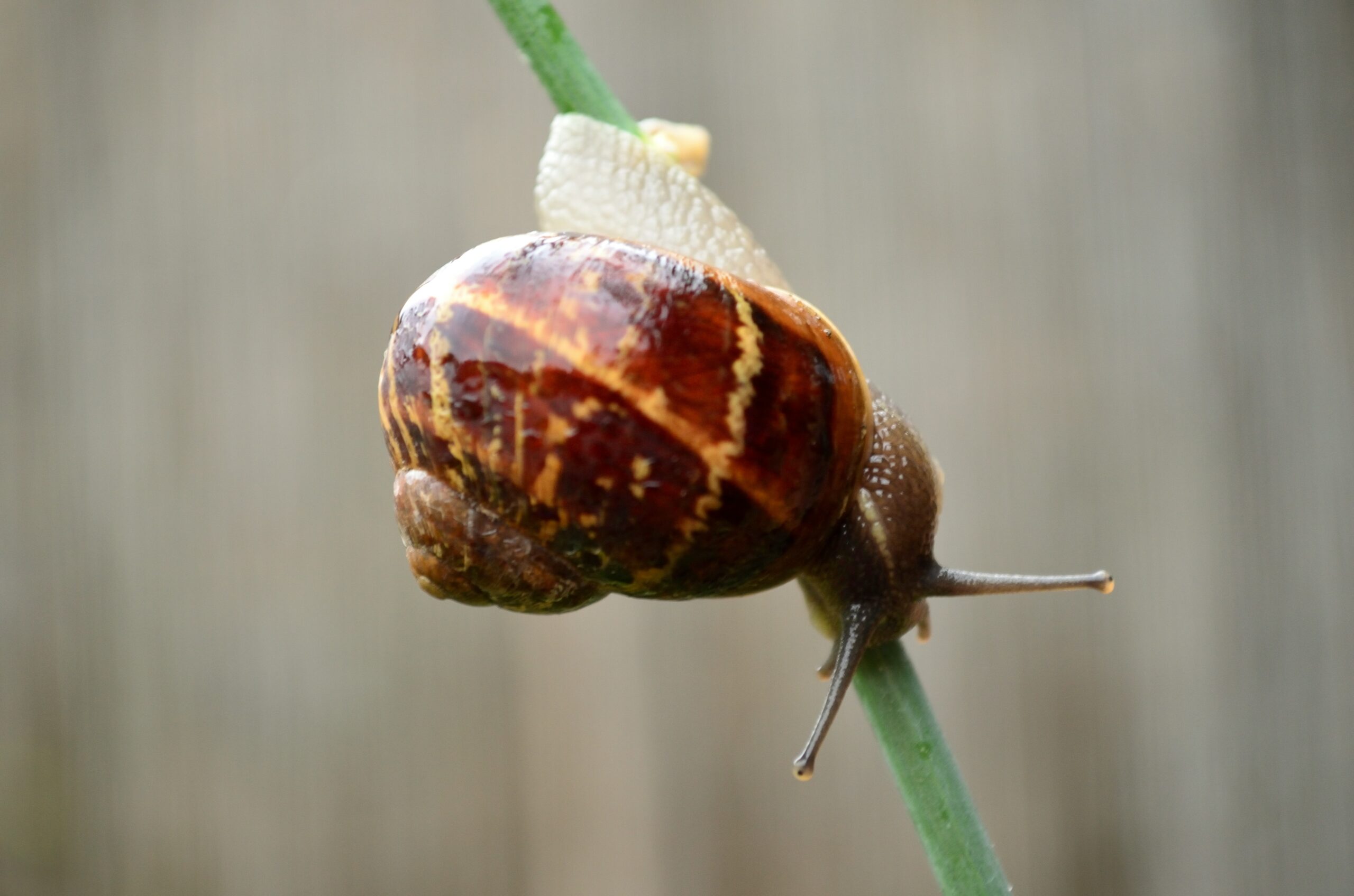 Read more about the article Can Snails Get Stuck Upside Down?