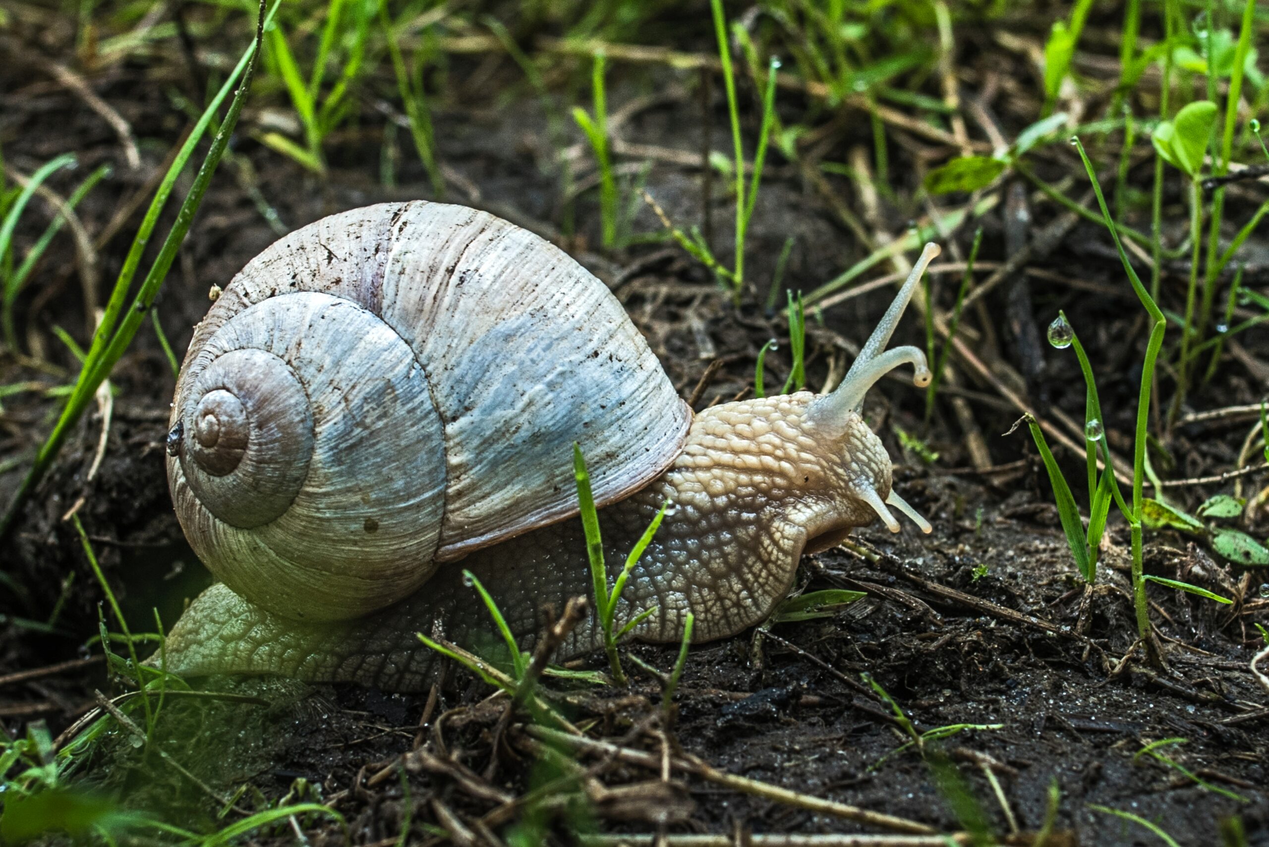 Read more about the article Why Is My Garden Snail Shell Turning White?