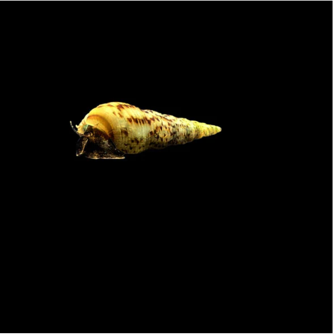 Read more about the article Malaysian Trumpet Snail Care for Beginners