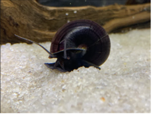 Read more about the article Why Do Snails Turn Black?