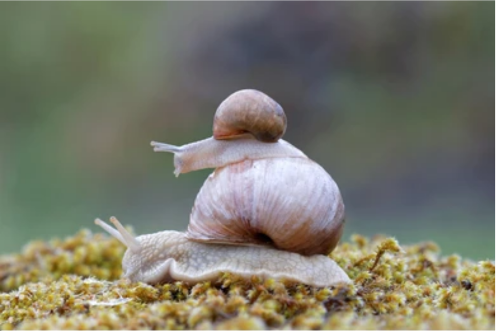 Baby Snail Hitchhiking on Top of a Larger Snail