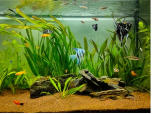 Read more about the article Can You Cycle a Fish Tank with Snails?