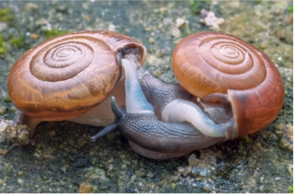 Close Up Pair Snail Mating