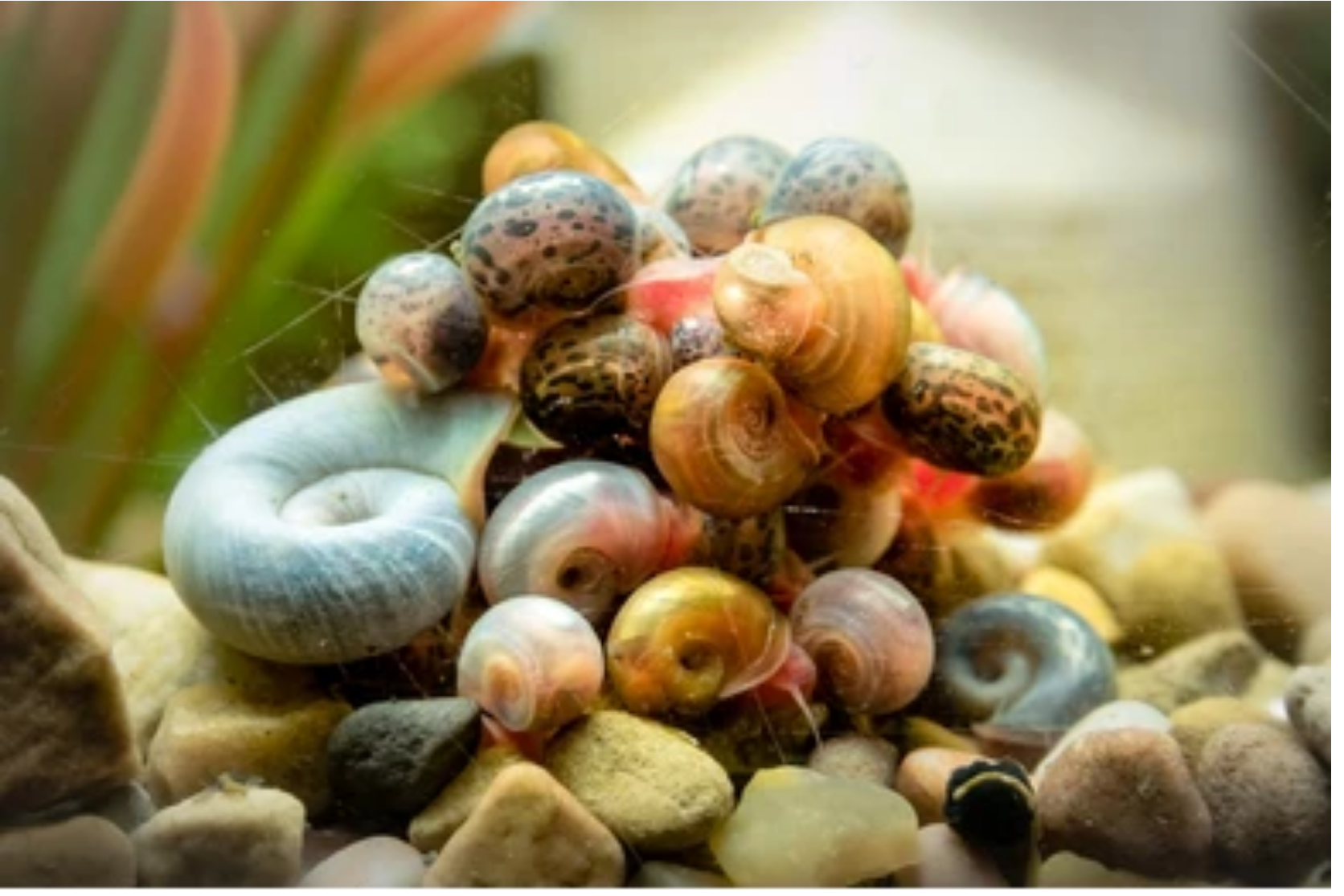 Do Snails Increase Bioload