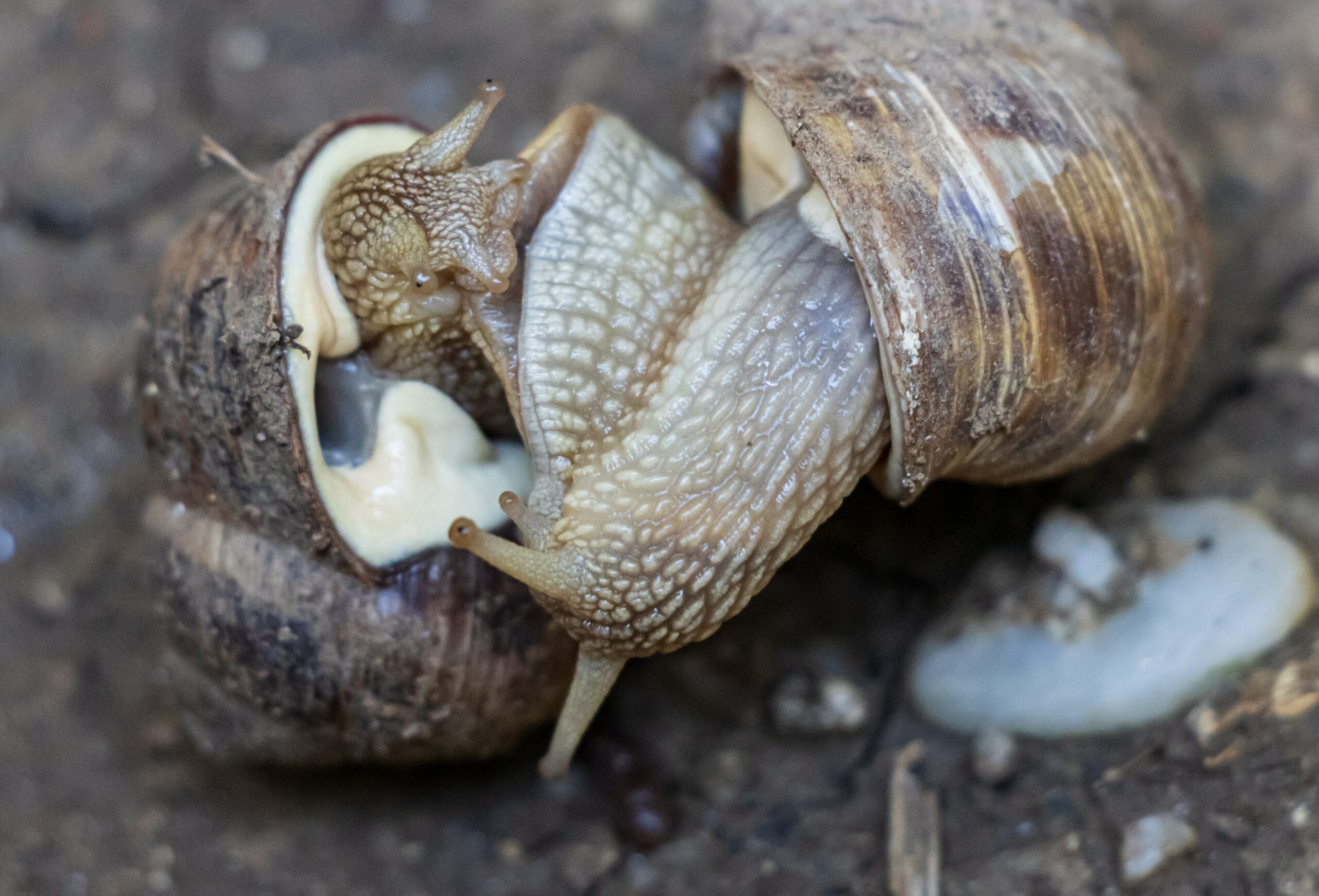 Read more about the article How Do Snails Reproduce? The Snail Love Story