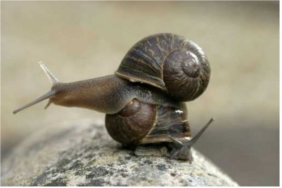 Jeremy the lefty snail