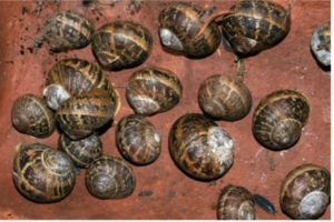 Read more about the article How Long Do Snails Sleep? The Remarkable Sleep Duration of Snails
