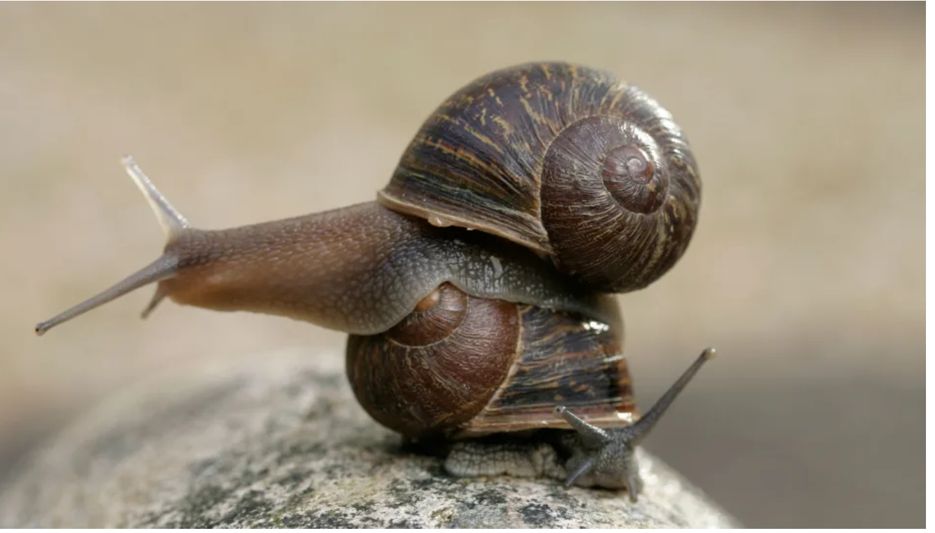 Read more about the article The Story of Jeremy, the Left-Coiled Snail: A Rare Find in Garden Snails