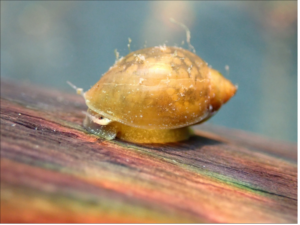 Acute Bladder Snail