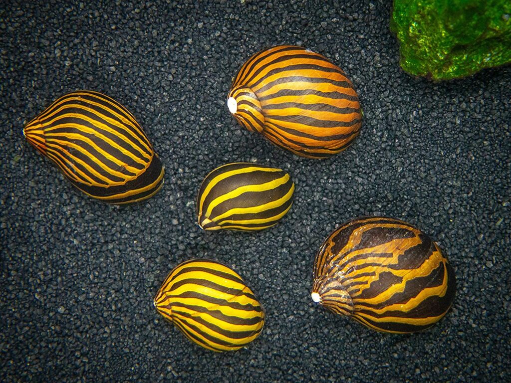Aquatic Arts Live Zebra Nerite Snails