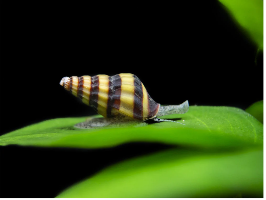 Assassin Snail Appearance and Size