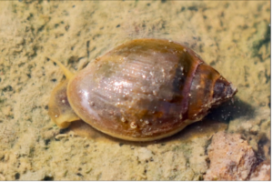 Read more about the article Bladder Snails 101: A Complete Guide to Size, Lifespan, Care, and Diet