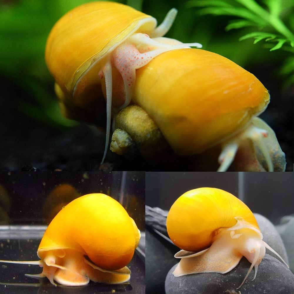 Buying Gold Mystery Snails