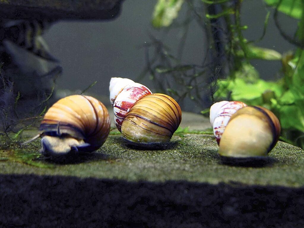 Buying Japanese Trapdoor Snails
