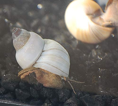 Buying White Wizard Snails