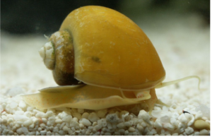 Read more about the article Unraveling the Mysteries of Mystery Snails: Everything You Need to Know
