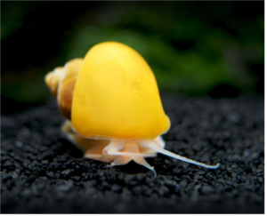 Golden Mystery Snail