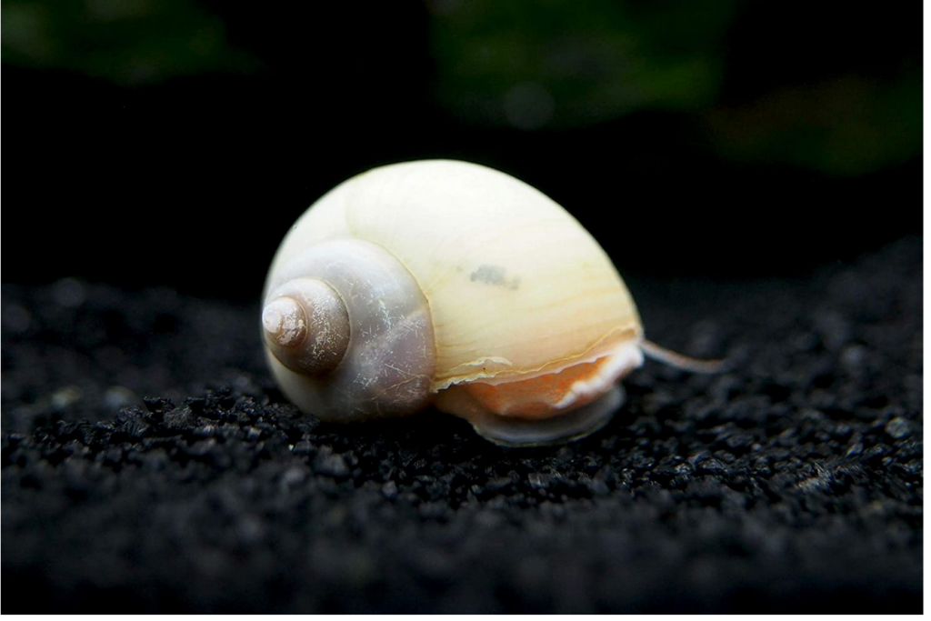 Ivory Snail Appearance and Size