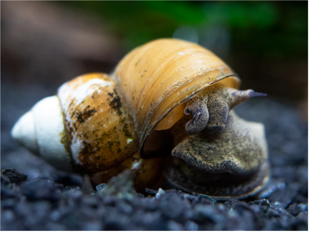 Japanese Trapdoor Snail Appearance and Size