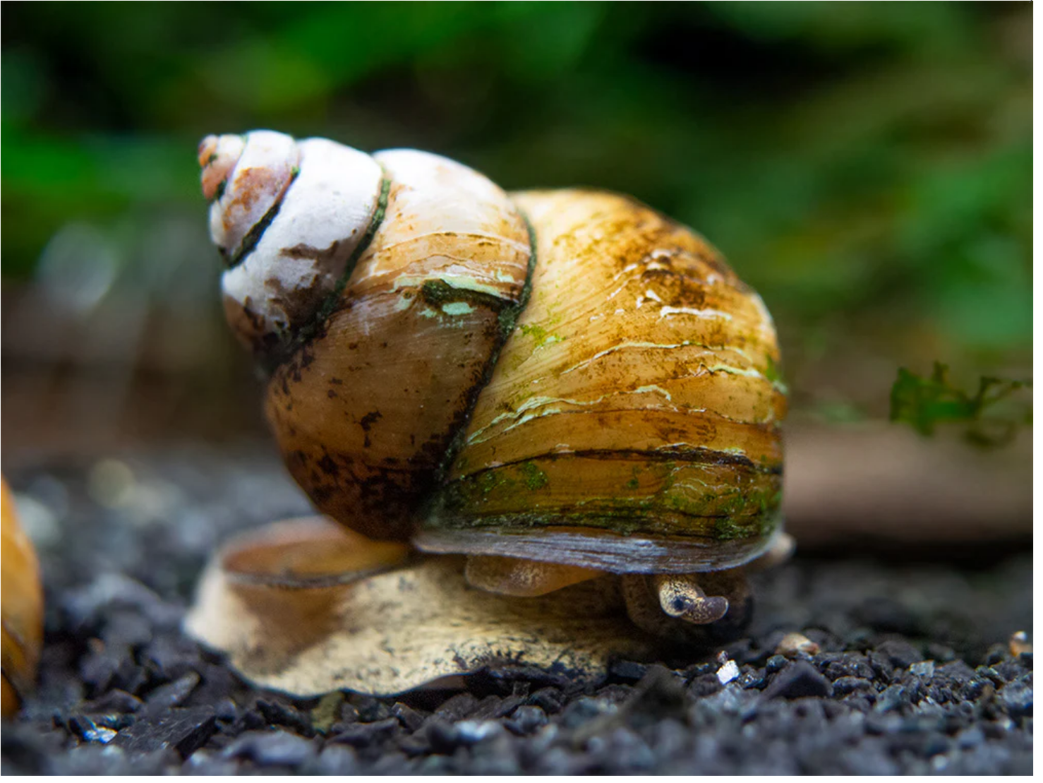Read more about the article Japanese Trapdoor Snails: Size, Care, and Maintenance