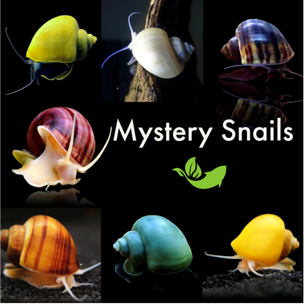 Mystery Snails Assorted